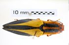 Foto (Dorsalansicht) von Semiotus affinis (Guérin, 1855) (NHMW-ZOO-COL-0008225)